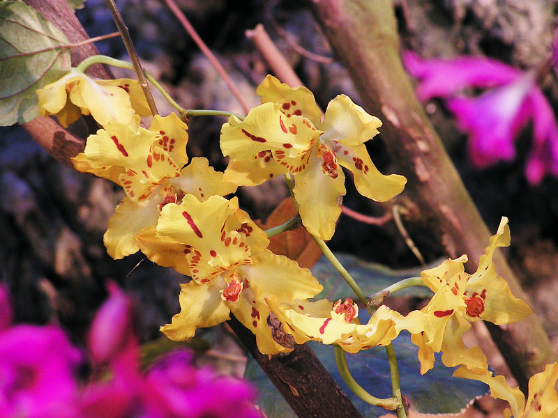 Orchidea.35.JPG - OLYMPUS DIGITAL CAMERA